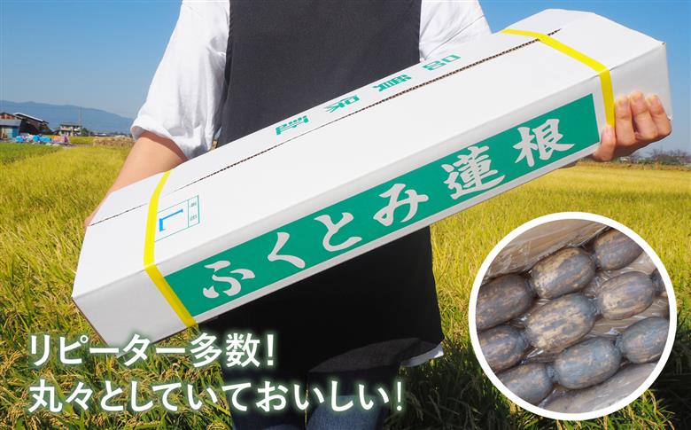 【先行予約 2026年10月～発送】【年内発送】【祖母は104歳 健康長寿の源！】 白石れんこん3kg 【やまぐちれんこん店】蓮根 レンコン 泥付き 根菜 野菜 佐賀県産 [ICT003]