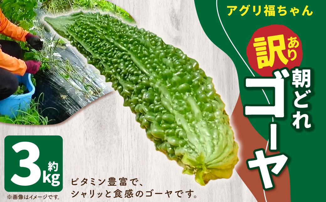 
            【鹿児島県産】【訳あり】 ゴーヤ 3kg ゴーヤー 朝どれ 夏野菜 【2025年7月上旬から9月下旬発送予定】 ZS-6131
          