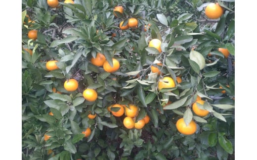 【周防大島産】石地みかん（中生種）5kg