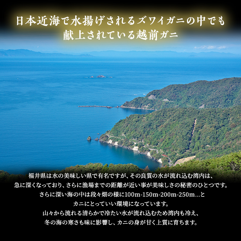 【年内届け】【訳あり】 茹で越前ガニ【期間限定】 約600g～700g未満×1杯 脚折れ 蟹 かに 越前がに 越前ガニ ズワイガニ ずわい蟹 ずわいがに 魚介 魚介類 海鮮 訳アリ 福井県 福井