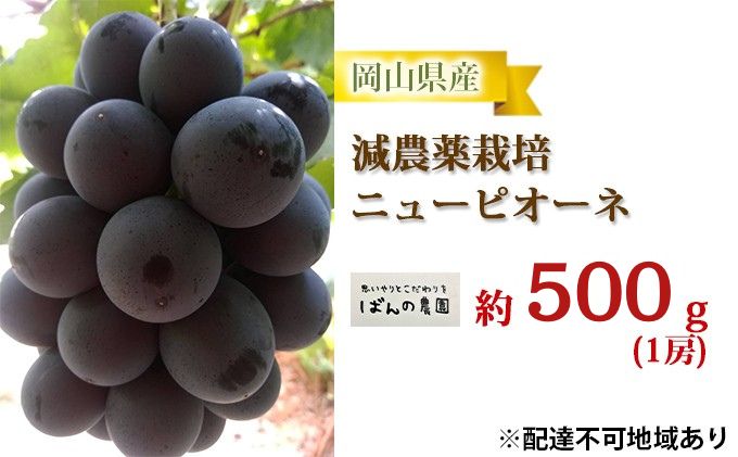 ぶどう 2026年 先行予約 ニューピオーネ 1房 約500g  減農薬栽培 ブドウ 葡萄  岡山県産 国産 フルーツ 果物 ギフト  ばんの農園 ニューピオーネ 種なし 