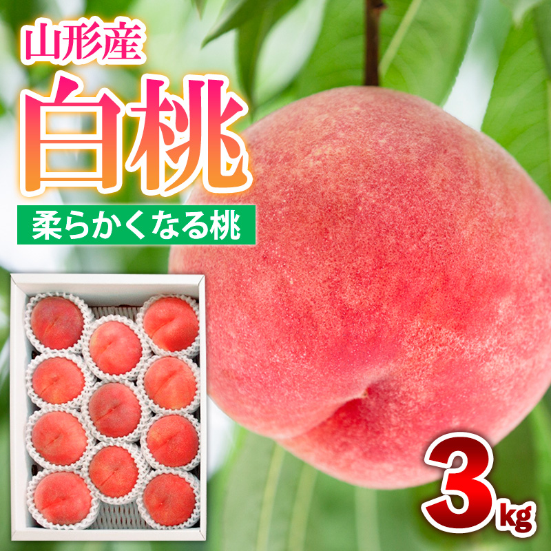 山形産 白桃 [柔らかくなる桃] 3kg(8～14玉) 秀品 品種おまかせ 【令和8年産先行予約】FS25-604