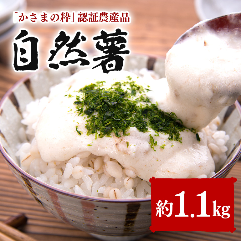 伊藤農園の自然薯　約1.1kg