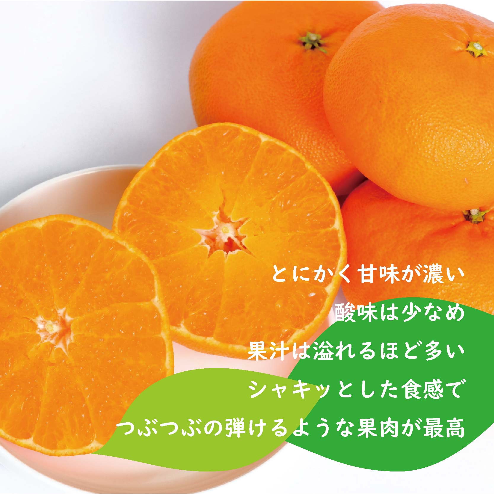 紅まどんな 1.5kg (5～8玉) ミニ化粧箱 青秀 愛媛県産 【2026年12月中旬から順次発送】 | まどんな べにまどんな ベニマドンナ 紅マドンナ フツール 果物 くだもの 柑橘 贈答 ギフ