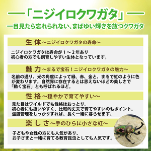 ニジイロクワガタ オスメス ペア飼育セット(2)【クワガタ クワガタムシ 昆虫 虫 国産 飼育 セット 夏休み 自由研究 鹿嶋市 茨城県】（KBY-10）