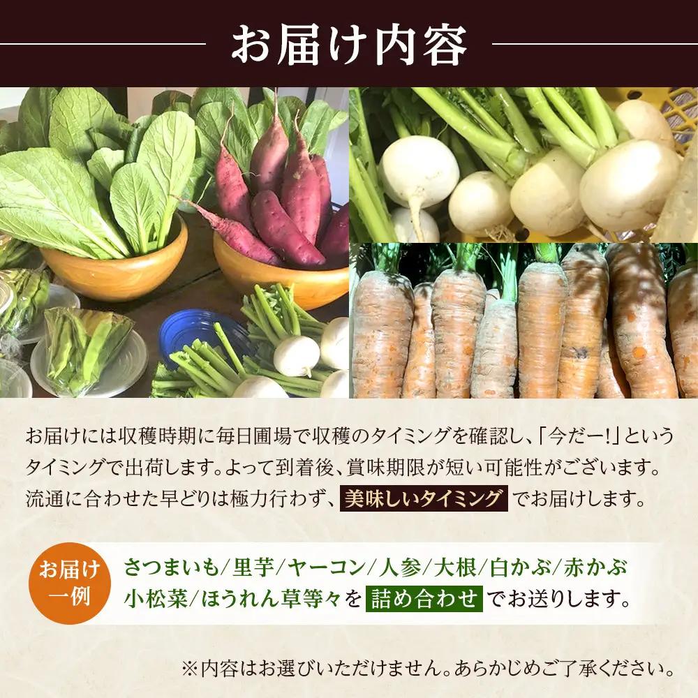 先行予約【2026年11月上旬頃～順次発送予定】ちっくほっくふぁ～む　冬野菜セット| 筑北村 農産物詰合せ 冬収穫野菜 寒締め野菜 甘み増す食材 食卓活用 煮込み料理 鍋料理向け 日常調理 家庭用 人