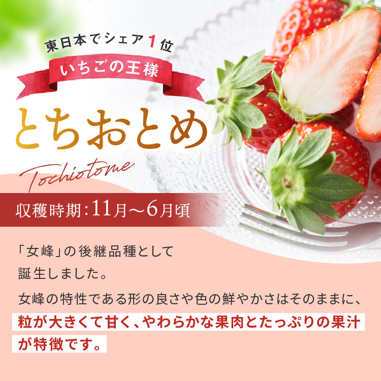 
朝採れのいちご とちおとめ 3000g 真岡市 栃木県 送料無料
