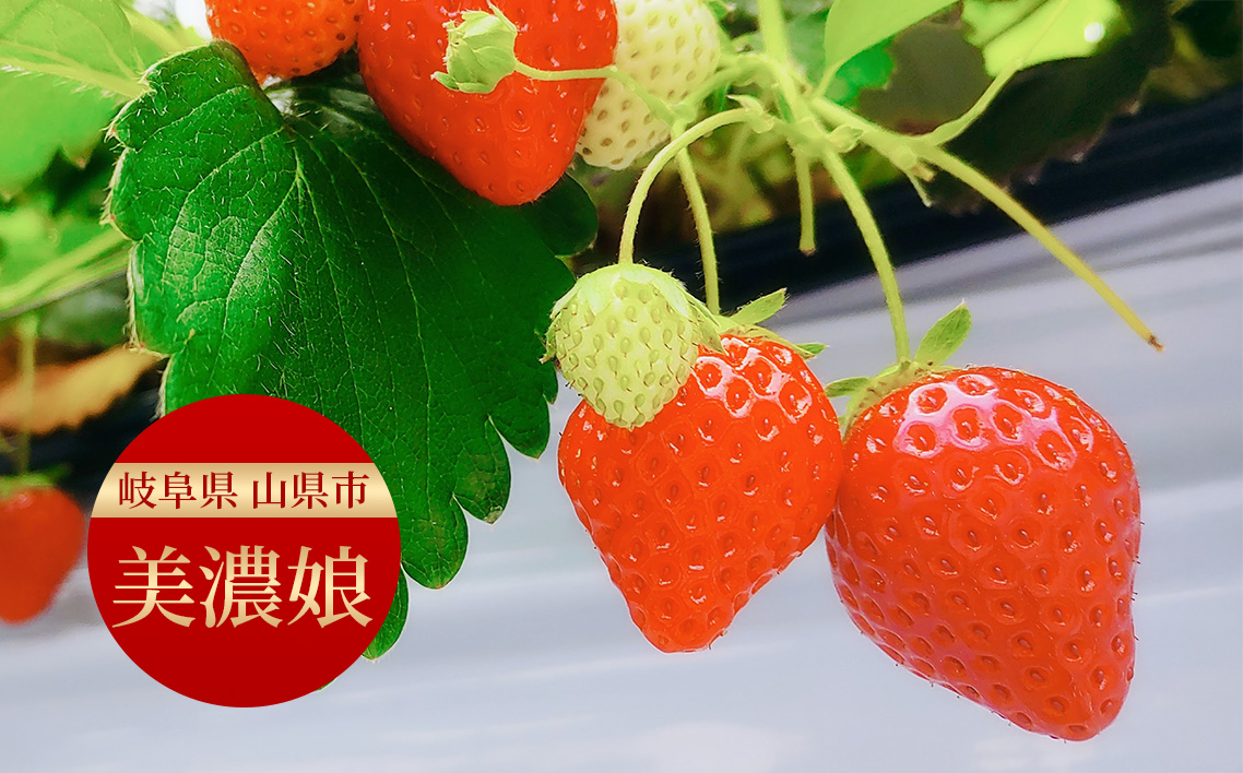 美濃娘のバターサンド 1箱 5個入り [No.1149] ／ バターサンド いちごスイーツ 苺スイーツ 美濃娘 クリームチーズ入り 濃厚バタークリーム 甘酸っぱい サクサククッキー 個包装スイーツ ご