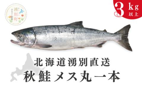 【国内消費拡大求む】≪2024年9月から発送≫北海道湧別港直送　秋鮭メス3kg以上（丸1本）納期指定不可　さけ サケ いくら 筋子 国産 生 冷蔵　魚貝類　サーモン　鮭　北海道　直送　秋鮭　メス　3k