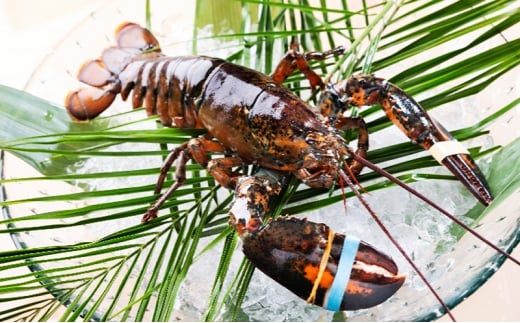 鉄板焼き お食事券 2名様 ペア 活オマール海老＆和牛ステーキ スペシャルコース ドリンク付き レストラン 黒毛和牛 フルコース チケット お誕生日 結婚記念 藤沢市 神奈川