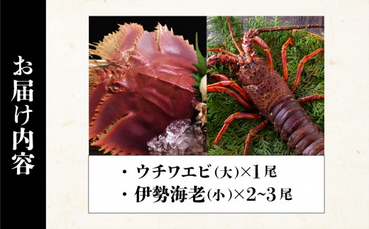 ウチワエビ(大)×3尾＆伊勢海老(小)×2~3尾の豪華セット｜国産 東洋町産 天然 新鮮 海鮮 刺身 焼き ボイル 四国 お取り寄せ お祝い 記念日 贈り物 送料無料 S233