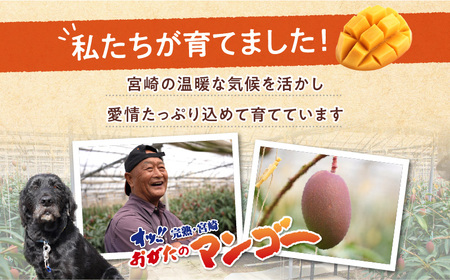 【期間・数量限定】おがたのマンゴー　完熟宮崎マンゴー　2Lサイズ(350～449g)×2個セット マンゴー 完熟 南国