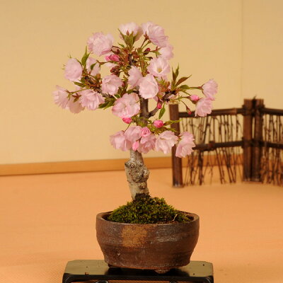 【ふるさと納税】養庄園 桜盆栽