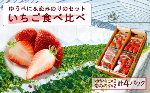 【選べる内容量】いちご食べ比べセット（ゆうべに・恋みのり） 各2パックずつ 計4パック 旬  高藤農園 いちご フルーツ 果物 ゆうべに 恋みのり お取り寄せ 冷蔵 ふるさと納税 熊本県 阿蘇市