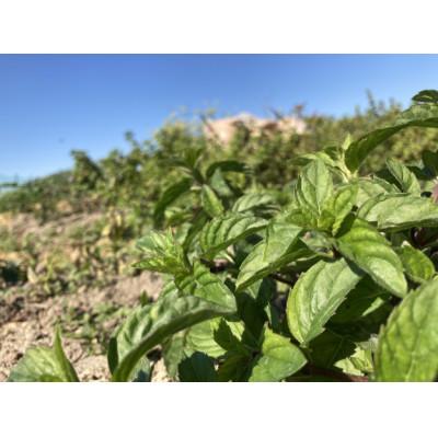 ふるさと納税 半田市 知多半島 半田市産　和ハッカのハーブティー「ハッカ」1袋(1.8g × 10パック入り) |  | 01