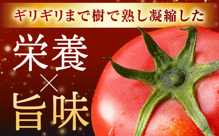 赤熟もぎりのひがしみの王様トマト 20玉（約4kg） / トマト とまと 王様トマト 完熟 / 恵那市 / 東美濃農業協同組合 [AUDS002]