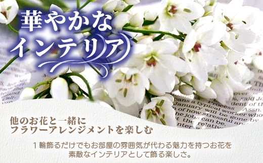【先行受付】【1月～3月発送】アリウムコワニー 15本～20本 徳島県 那賀町産【相生の花 生花 お花 花束 生け花 華道 生産者直送 プレゼント 贈り物 フラワーアレンジメント インテリア ドライフ