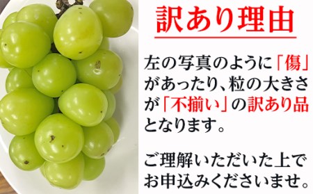 【訳あり】シャインマスカット晴王2房【2024年9月中旬～10月下旬発送予定】（いばら愛菜館）