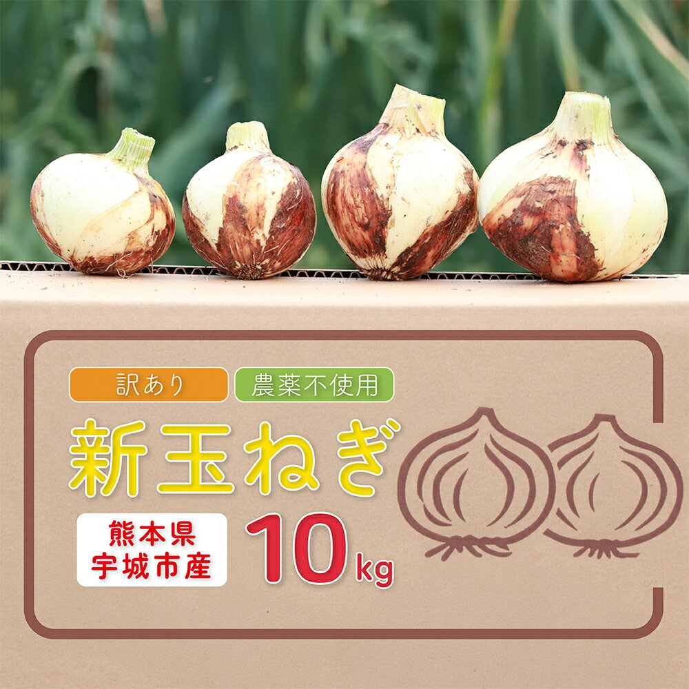 【ふるさと納税】新玉ねぎ 約10kg 訳あり 玉ねぎ たまねぎ 国産 野菜 春野菜 無農薬 サイズ混合 産地直送 産直 数量限定 季節限定 木戸口菜園 【2026年2月中旬～3月上旬発送】
