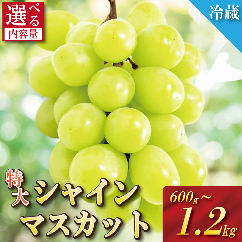 【ふるさと納税】 【2025年9月順次発送】 シャインマスカット 約600g～1.2kg 1房/2房 産地直送 季節限定 ぶどう ブドウ くだもの 中国・四国地方 四国 徳島 小松島 マスカット 高級シャインマスカット 化粧箱入り 8月 9月 10月 11月 発送 フルーツ 先行予約 送料無料