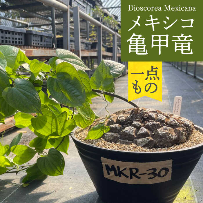 【ふるさと納税】Dioscorea Mexicana メキシコ亀甲竜 （個体番号MKR-30） 長与町/アグリューム[EAI213]