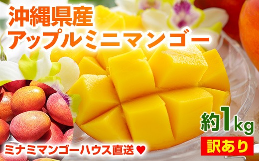 【2025年発送】ミナミマンゴーハウスのアップル ミニマンゴー約1kg【訳あり】- 訳アリ 沖縄県産 産地直送 南国フルーツ 旬の味覚 アップルマンゴー ご自宅用 オススメ 沖縄県 八重瀬町