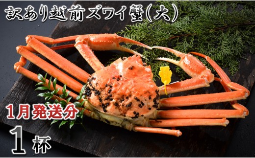 【電話連絡で安心】訳あり≪茹で≫越前ズワイ蟹(大) 1杯【2027年1月発送分】 [I-1601_01]