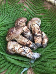 【数量限定】極上 丹波松茸 丹波栗 詰め合わせ＜京都・八光館＞松茸 松茸 松茸 松茸 松茸