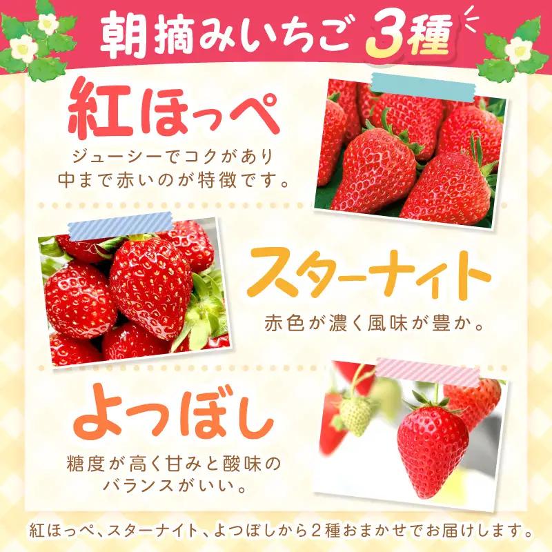 【2027年1月～2027年4月発送予定】【自宅用】朝摘みいちごお楽しみパック 品種おまかせ 500g 紅ほっぺ スターナイト よつぼし【ふるさと納税3.0】【117E-009-2027】