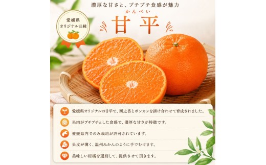 甘平 約2.5kg 家庭用 【2027年2月上旬頃から順次発送】 | みかん 愛媛 甘平 かんぺい 愛媛三大高級柑橘 ( 紅まどんな 甘平 せとか ) のひとつ 柑橘 カンペイ ミカン かんきつ mi