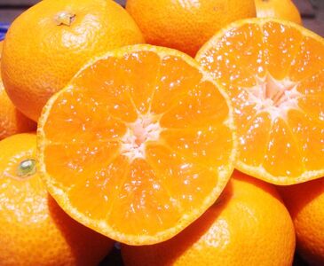 【2027年1月発送予約分】＼光センサー選別／ 【農家直送】【家庭用】こだわりの有田みかん 約2kg＋250g(傷み補償分)  先行予約 有機質肥料100% サイズ混合 【1月発送】 ※北海道・沖縄・