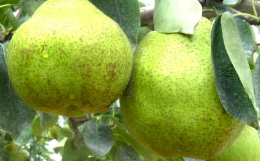 [2026年11月上旬発送]西洋なし（ラ・フランス）3kg（約9玉入り）　【07208-0813】