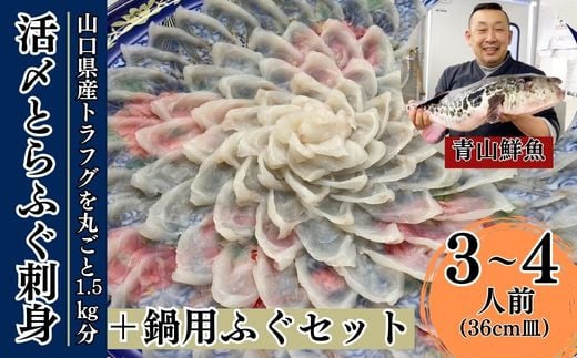 【北海道・東北・沖縄・離島配送不可／着日指定必須】2025年11月以降発送 活とらふぐ刺身 鍋用ふぐセット 3～4人前 ふぐ 刺身 ふぐ刺し フグ トラフグ