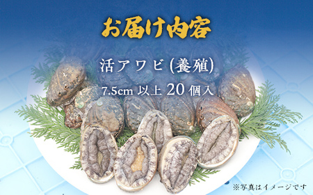 奥尻島産蝦夷アワビ（養殖）20ケ入り75mm以上 【 ふるさと納税 人気 おすすめ ランキング あわび アワビ 鮑 貝 魚介 蝦夷アワビ 新鮮 活あわび 活アワビ 北海道 奥尻町 送料無料 】 OKU