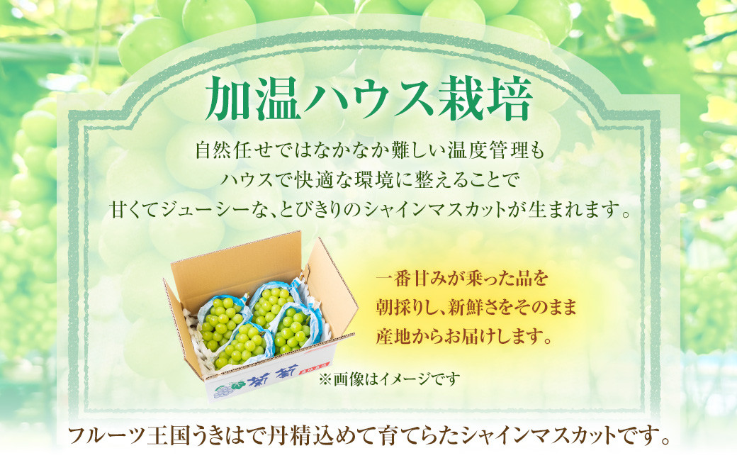 シャインマスカット（ハウス） 2～3房 （約1.2kg）