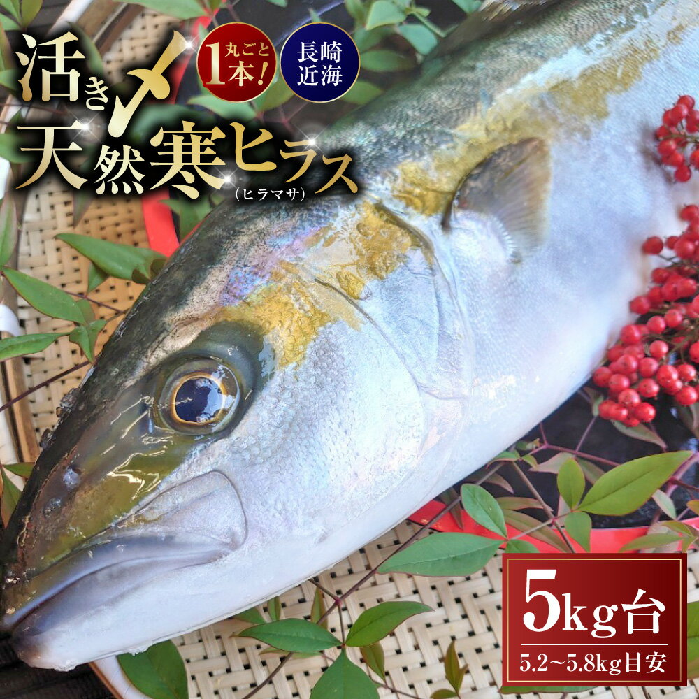【ふるさと納税】丸ごと1本!長崎近海 活き〆天然寒ヒラス ( ヒラマサ ) 1匹 5kg台 ( 5.2 ～ 5.8kg ) | ひらす ひらまさ 魚介類 鮮魚 水産物 刺身 新鮮 冷蔵 長崎県産 国産 九州 長崎県 長崎市 送料無料 【2025年9月下旬～2026年2月下旬迄発送予定】