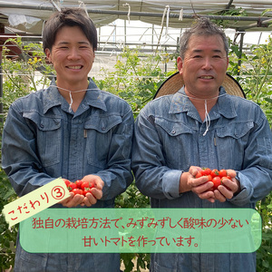 【2026年4月頃から順次発送】日高農園 水耕栽培 ミニトマト 3kg | トマト ミニトマト プチトマト 水耕栽培 トマト ミニトマト プチトマト 水耕栽培 トマト ミニトマト プチトマト 水耕栽培