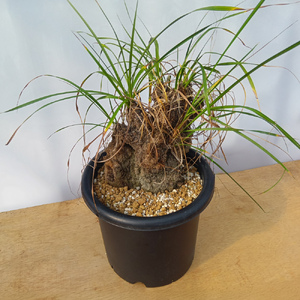 キセロフィタ トリコフィラ (発根管理済) A008｜観葉植物 コーデックス 盆栽 鉢植え インテリア ハコネコ [0689]