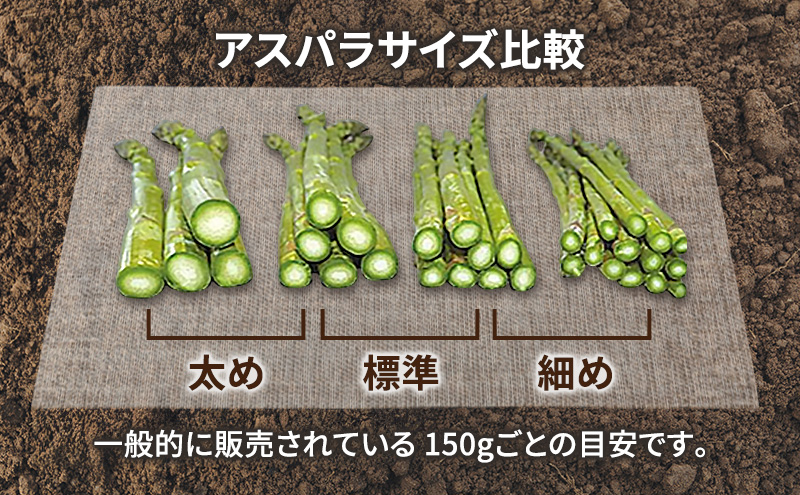 【2026年春発送】富良野産 アスパラ 約1kg 標準 (M～Lサイズ混合) 中山農園 甘い やわらかい アスパラガス アスパラ 新鮮 野菜 産地直送 北海道 富良野 ふらの