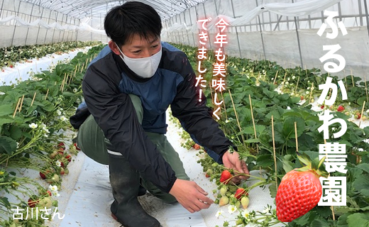  【先行予約（１月から順次出荷】 さがほのか（280ｇ×３パック）（ふるかわ農園）苺 農家 直送品 いちご