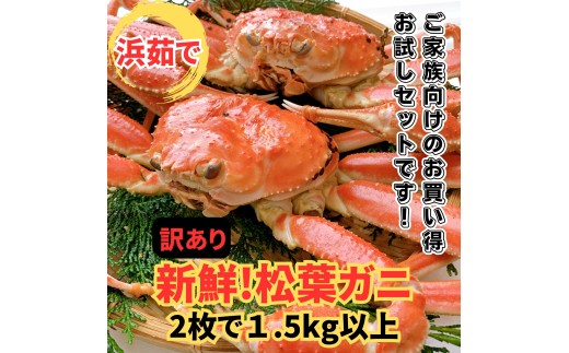 <訳あり>浜茹で！松葉ガニ 1.5kgセット 鳥取網代港 岩美 松葉がに ずわいがに かに ※お届けは2026年11月中旬～【さかなや新鮮組】【22098】