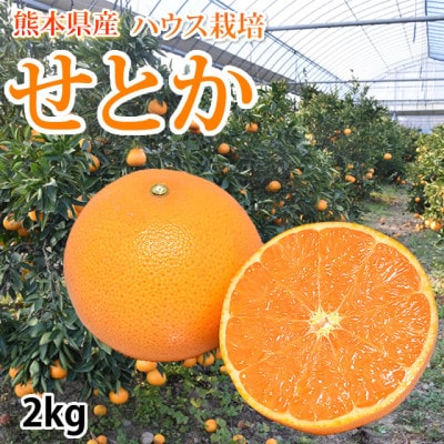 せとか みかん 2kg【2027年2月中旬から2027年3月下旬発送予定】(宇城市)【1701673】