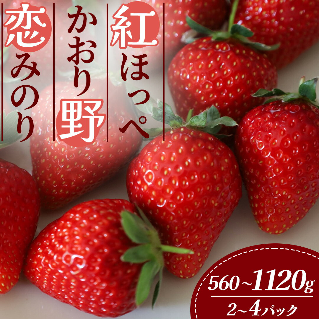 【ふるさと納税】【先行予約_2026年出荷分】 いちご イチゴ 苺 紅ほっぺ かおり野 恋みのり 280g以上2パック 280g以上4パック 静岡 果物 生いちご 紅ほっぺ かおり野 恋みのりフルーツ 南伊豆町産 伊豆 甘い 糖度 おすすめ 選べる 特別賞受賞 ご自宅用 いちご BabyBerryFarm