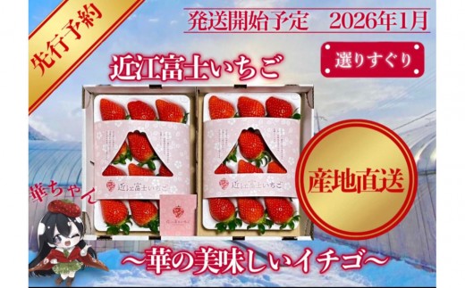 
                  『近江富士いちご』選りすぐり！華の美味しいイチゴ【9～15粒2トレイ】
                