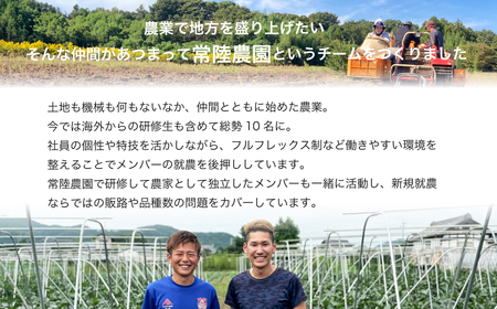 【先行予約】定期便6回 干し芋 べにはるか 合計6kg 奇数月 各回1kg（250g×4袋） | 干し芋