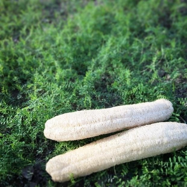 
            ヘチマたわし Mサイズ | 日用品 ヘチマ へちま たわし スポンジ 有機JAS認定 高知県 南国市																																																				
          