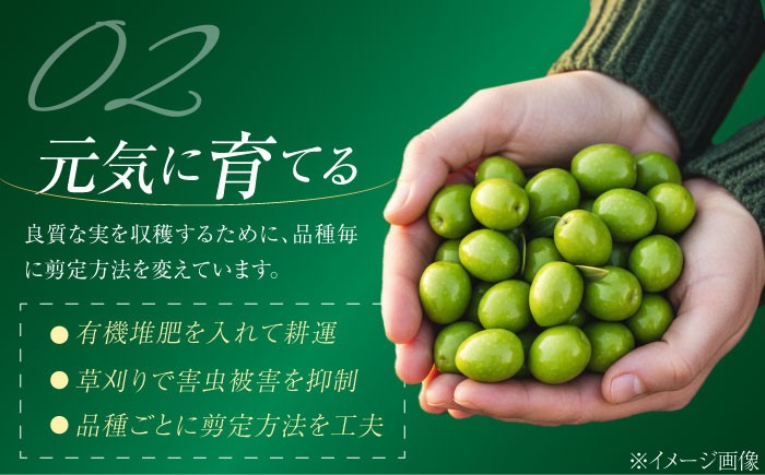 オリーブオイル エキストラバージン 油 国産 広島県産 贈答 ギフト オリーブオイル