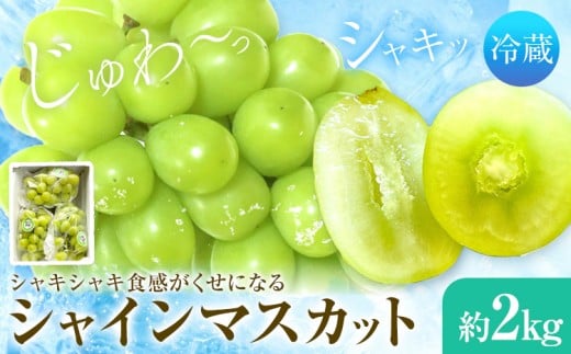 シャインマスカット 3-4房 2kg タンポポ農園《2026年9月上旬-10月下旬頃出荷》送料無料 岡山県 浅口市 フルーツ マスカット ぶどう 果物 贈り物 秋 冷蔵