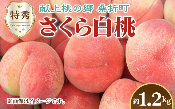 もも【さくら白桃・2026年産先行受付】特秀1.2kg　桑折町産　JAふくしま未来　桃 No.229