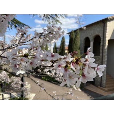 ふるさと納税 大和郡山市 国産純粋はちみつ　500g×1本 |  | 02